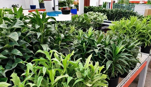 种苗种植常见问题与科学维护建议